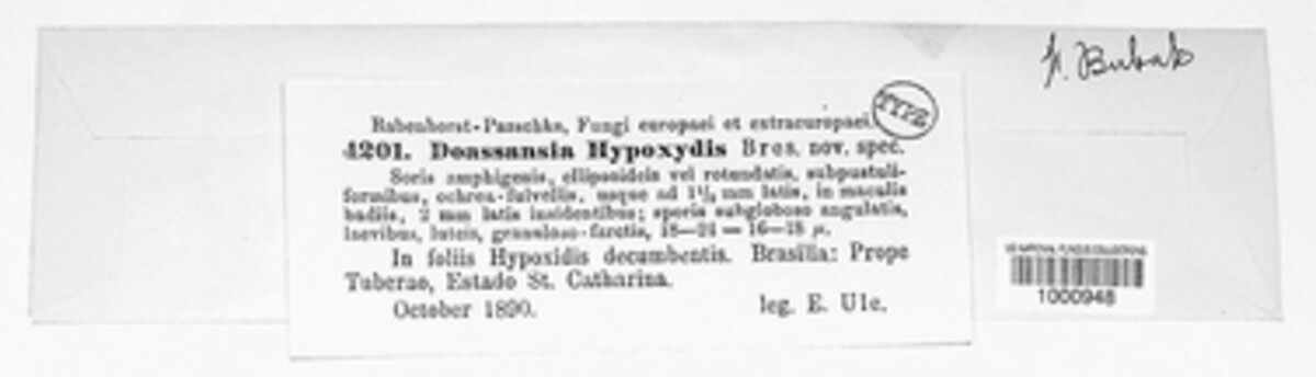 Uredo hypoxidis image